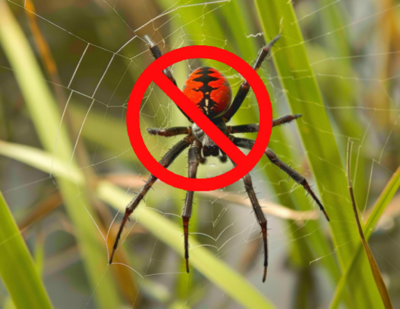 Anti-Termite & Spider Control Treatment